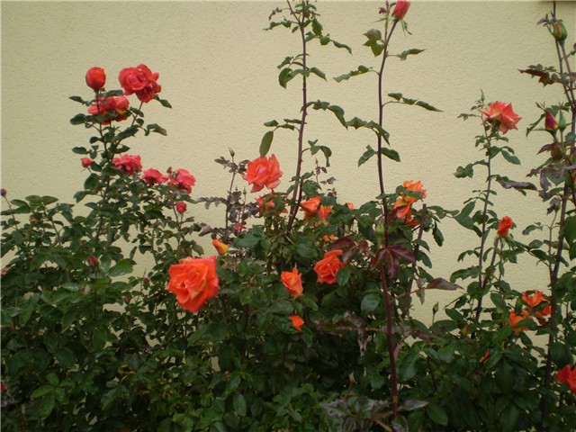 ružica